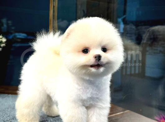 Çocuklarla Anlaşabilen Irk Pomeranian Boo Yavrumuz görsel