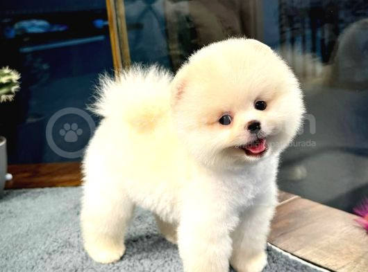 Çocuklarla Anlaşabilen Irk Pomeranian Boo Yavrumuz