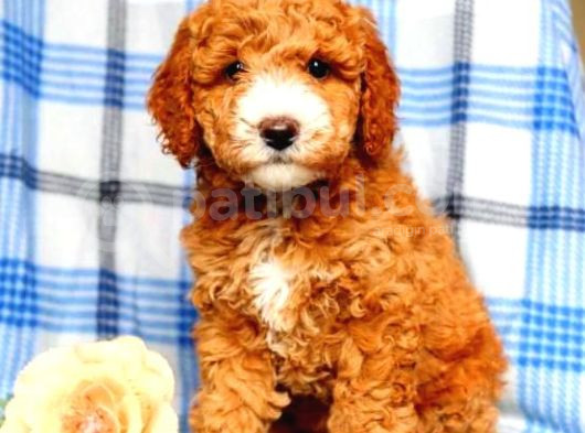 Mi̇ni̇ Puppy Boy Kahve Tonlu Kivircik Tüylü Malti̇po Yavrular 