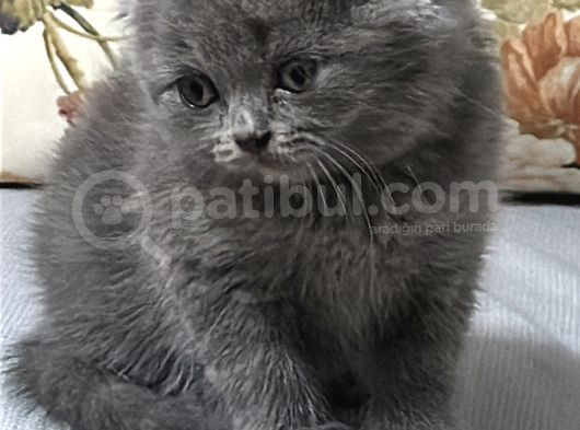 Bal Suratlar Yeni Yuvasını Arıyor görsel