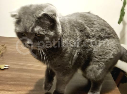 3 Yaş Kısır Erkek Scotish Fold görsel