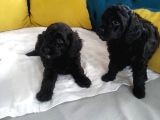 En güzel black toy poodle yavrularımız aşılı karneli 