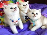 SHOW KALİTE BRİTİSH SHORTHAİR YAVRULARIMIZ