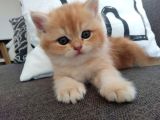 British Golden Shorthair Ny12 Yavru Kediler