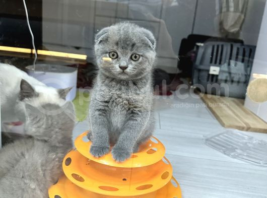 Bal Suratlar Yeni Yuvasını Arıyor görsel