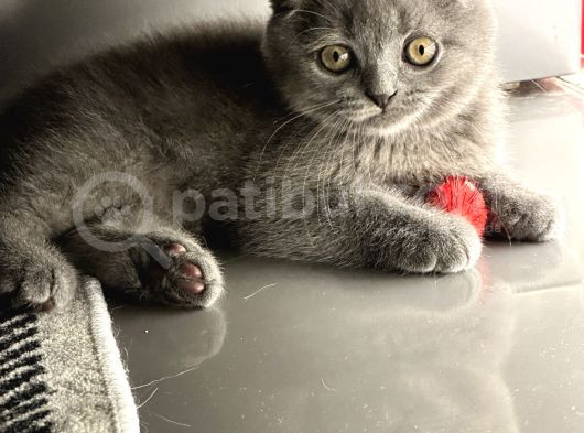 Bal Suratlar Yeni Yuvasını Arıyor