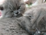 Safkan British Shorthair Dişi