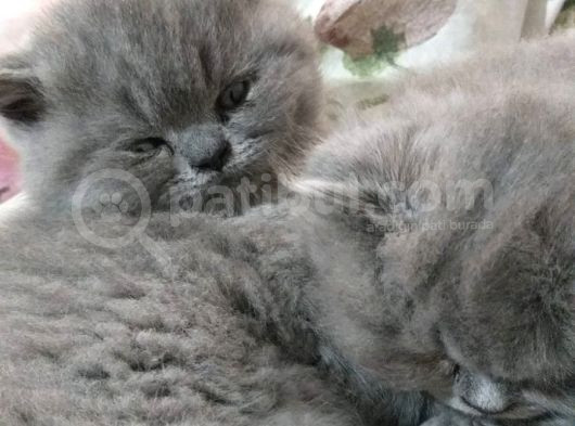 Safkan British Shorthair Dişi görsel