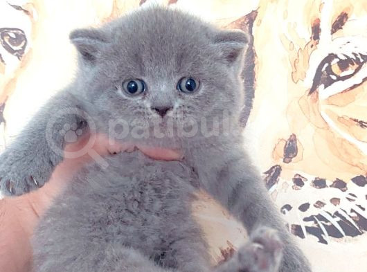 BABY FACE BRİTİSH YAVRUMUZ YENİ AİLESİNİ BEKLİYOR - Patibul.