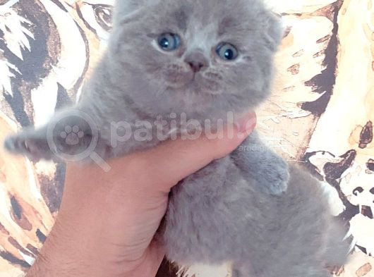 Gerçek Top Kafa Bebek Yüz Scoti̇sh Fold Bebegi̇mi̇z