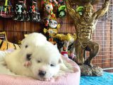 Samoyed Bebekler Için Acele Edin