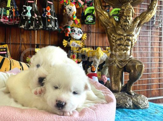 Samoyed Bebekler Için Acele Edin görsel