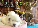 Samoyed Bebekler Için Acele Edin