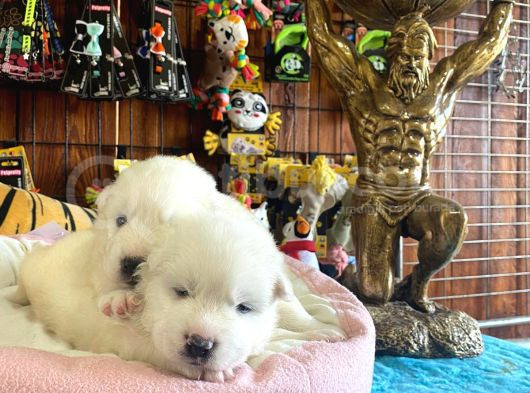 Samoyed Bebekler Için Acele Edin görsel