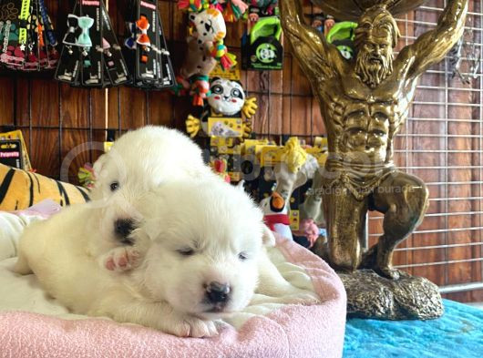 Samoyed Bebekler Için Acele Edin görsel