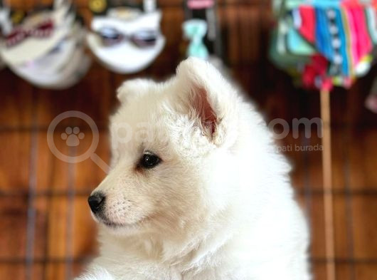 Samoyed Bebekler Için Acele Edin