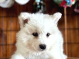 Samoyed Bebekler Için Acele Edin