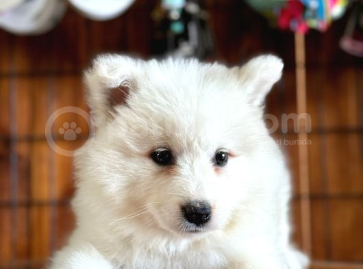Samoyed Bebekler Için Acele Edin görsel