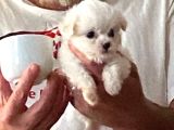 Teacup Maltese Terrier Bebekler