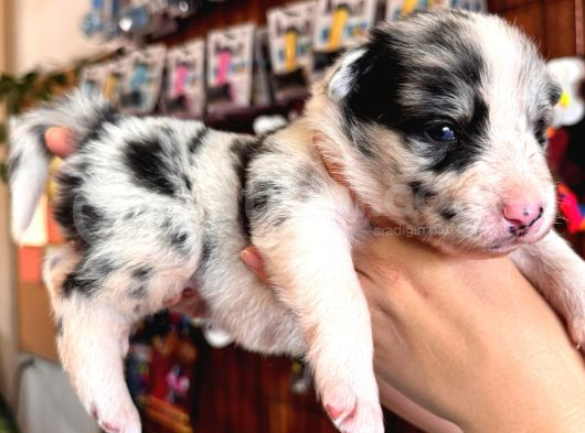 Border Collie Bebekler Yeni Yuvalarına Gitmeye Hazırlar