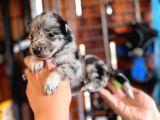 Border Collie Bebekler Yeni Yuvalarına Gitmeye Hazırlar