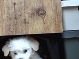 Eşyaları ile birlikte 2 aylık maltese terrier