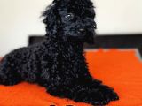 Safkan Black Toy Poodle Yavrular - Servis İmkanı
