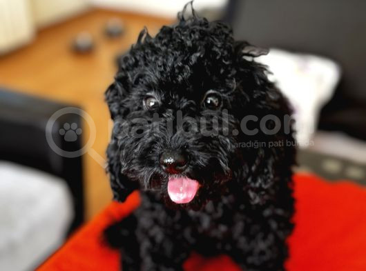 Safkan Black Toy Poodle Yavrular - Servis İmkanı görsel
