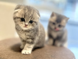 Safkan Scottish Fold-Straight Kardeşler İçin Yeni Yuva