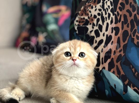 Ayi Surat Scotti̇sh Fold Golden Her İle Gönderi̇m