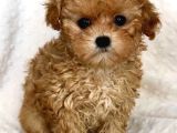 KIPKIRMIZI SAF KAN EVCİLBEBEKLER EV ÜRETİMİ TOOY POODLE YAVR