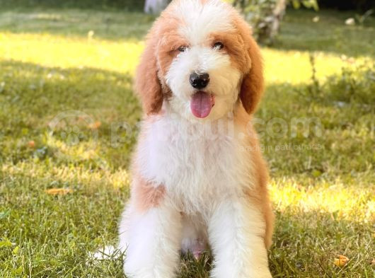 Kahve beyaz particolor Labradoodle Yavrular