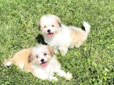 Mini boy Teacup Morkie Yavrular