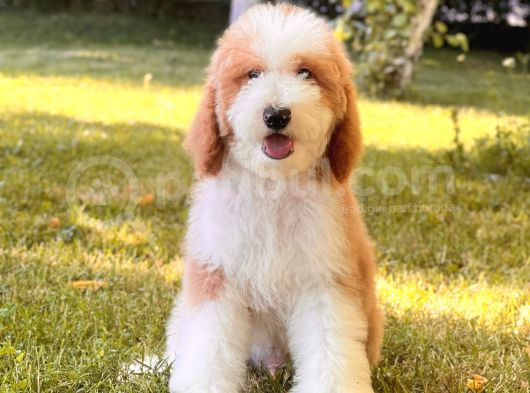 Kahve Beyaz Particolor Labradoodle Yavrular görsel