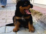 Macae Rottweiler Son Erkek