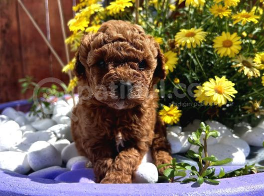 Efsane Kore Red Toy Poodle Yavrular