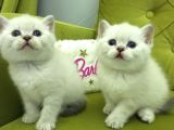 Brtish Shorthair Safkan Barbie Kızlarım