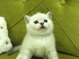 Brtish Shorthair Safkan Barbie Kızlarım