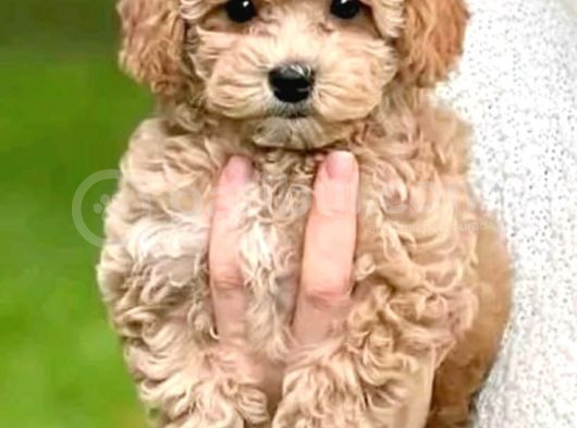 Mi̇ni̇ Puppy Boy Kahve Tonlu Kivircik Tüylü Malti̇po Yavrular 