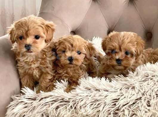 Mini Boy Puppy Sevimli Evcil Yavrular Tooy Poodle Kipkirmizi görsel