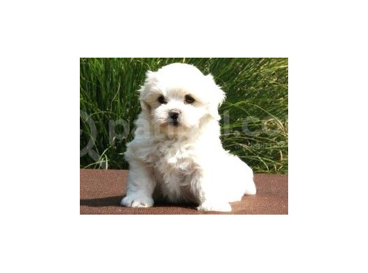 Sevimli Tüy Dökmeyen 0 Boy Mini Puppy Yavrular Maltesse  görsel