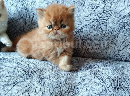 Safkan Sağlıklı İran Bebekler görsel