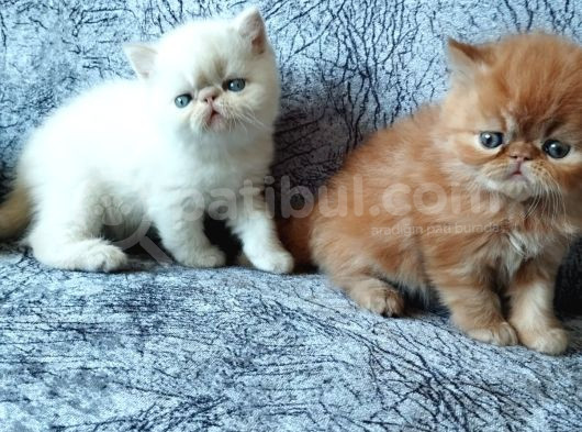 Safkan Sağlıklı İran Bebekler görsel