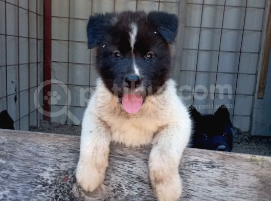 Amerikan Akita Yavru görsel