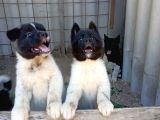 Amerikan Akita Yavru