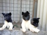 Amerikan Akita Yavru