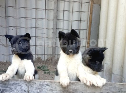 Amerikan Akita Yavru görsel