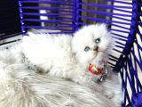 Scottish Fold Longhair Bluepoint