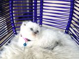 Scottish Fold Bluepoint Yavru