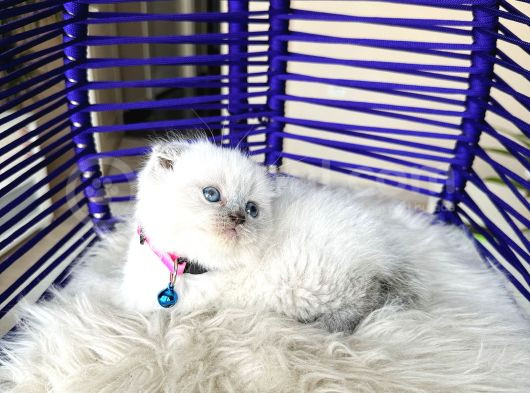 Scottish Fold Bluepoint Yavru görsel